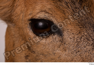 Deer Doe 2 eye 0003.jpg